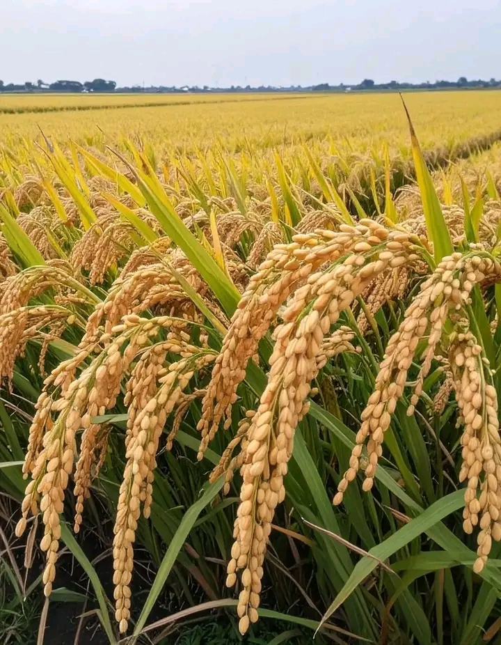 Nkhotakota Agriculture Office Urges Farmers to Embrace Irrigation Farming Following Heavy Rains.